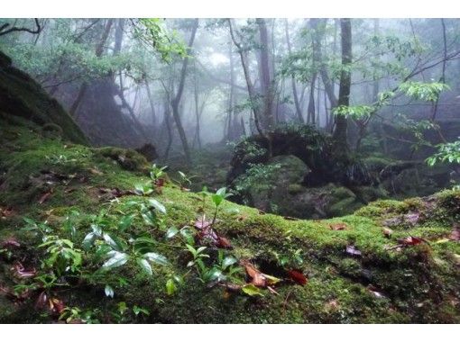 鹿児島 屋久島 ゆっくりと楽しんで歩く白谷雲水峡と縄文杉ツアー 一泊二日 テント 小屋にて宿泊 アクティビティジャパン