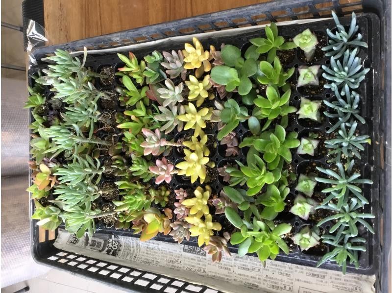 [Gunma Prefecture, Higashi Higashimura] Experience planting succulents together-coloring your room! OK by hand and good access!の紹介画像
