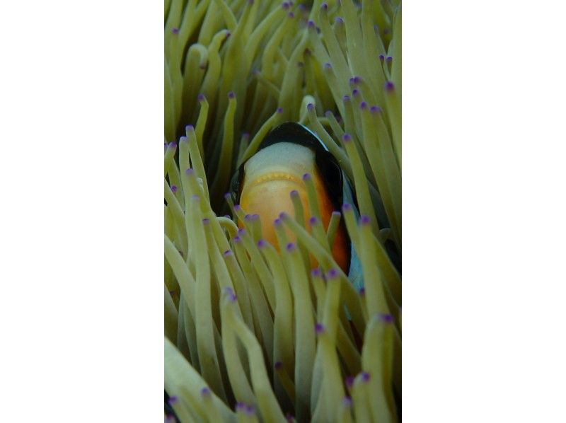 【１０歳～５９歳まで】青の洞窟体験ダイビング！魚の餌付け＆写真撮影付きの紹介画像
