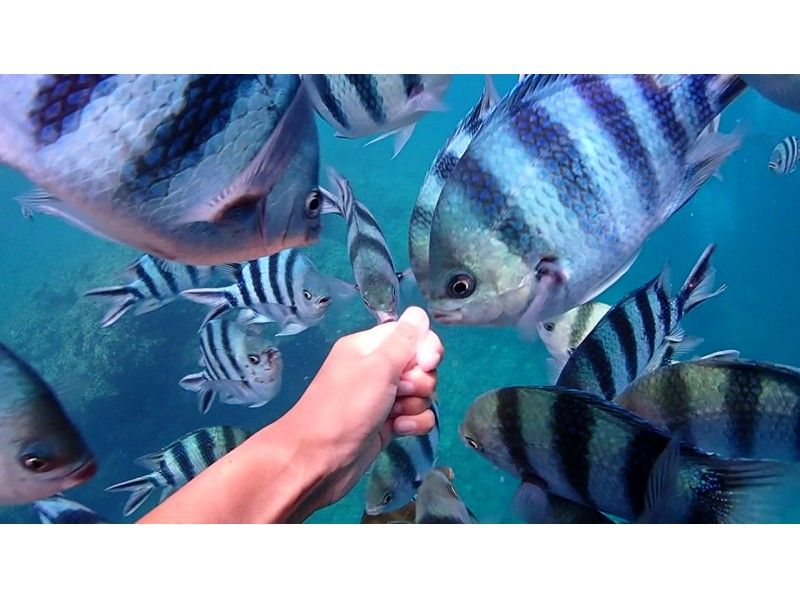 无法在私人旅游中游泳的人可以放心地享受冲绳☆蓝洞体验深潜包括鱼饲料和照片拍摄の紹介画像