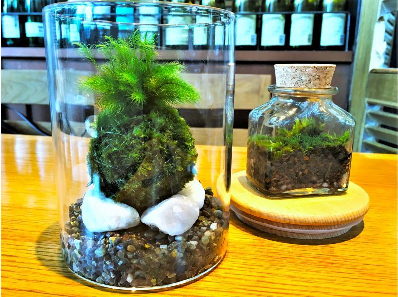 【新宿☆かわいい苔玉】天然苔をお部屋に飾る⭐お洒落なグラス苔玉 「夜間クラス☆開講中」の紹介画像