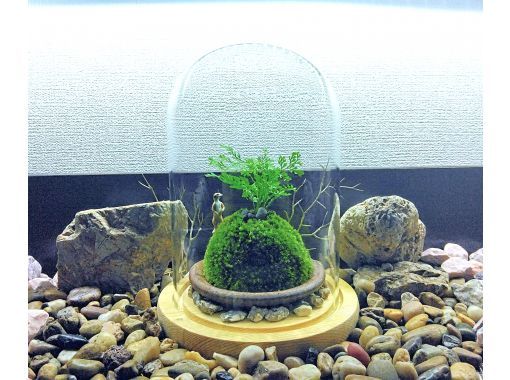 【新宿☆苔で彩る空間】ガラスドームで飾る☆お洒落苔玉 (創作体験) 【新宿☆苔で彩る空間】ガラスドームで飾る☆お洒落苔玉 (創作体験)