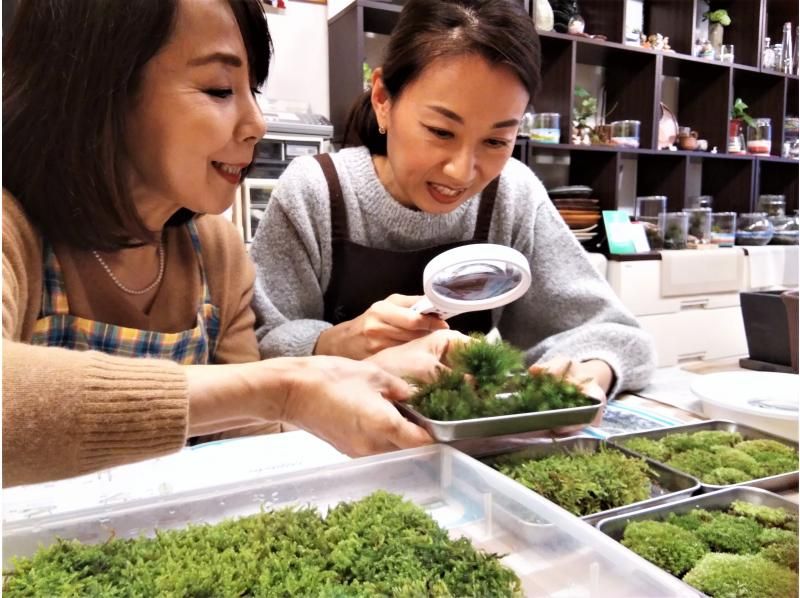 【新宿☆かわいい苔玉】天然苔をお部屋に飾る⭐お洒落なグラス苔玉 「夜間クラス☆開講中」の紹介画像