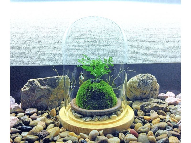 【新宿☆苔で彩る空間】ガラスドームで飾る☆お洒落苔玉 (創作体験)の紹介画像