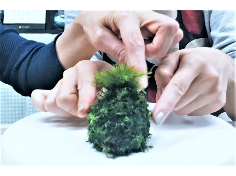 【新宿☆かわいい苔玉】天然苔をお部屋に飾る⭐お洒落なグラス苔玉 「夜間クラスも開講中」の紹介画像