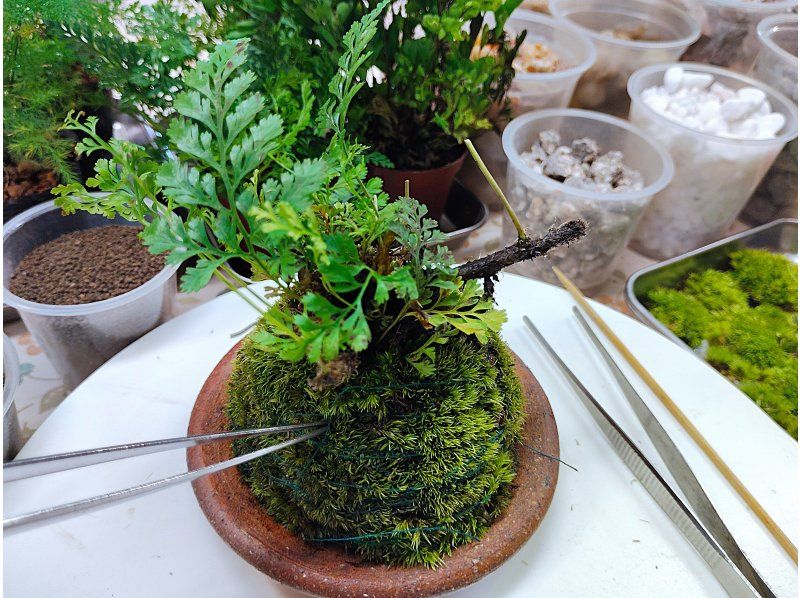 [东京新宿]用天然苔藓装饰房间☆时尚的玻璃（木炭和天然石材）苔藓球の紹介画像