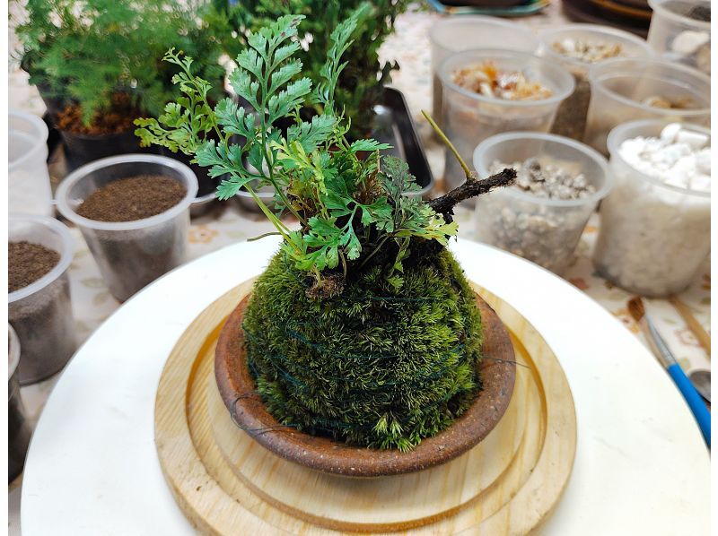 [东京新宿]用天然苔藓装饰房间☆时尚的玻璃（木炭和天然石材）苔藓球の紹介画像