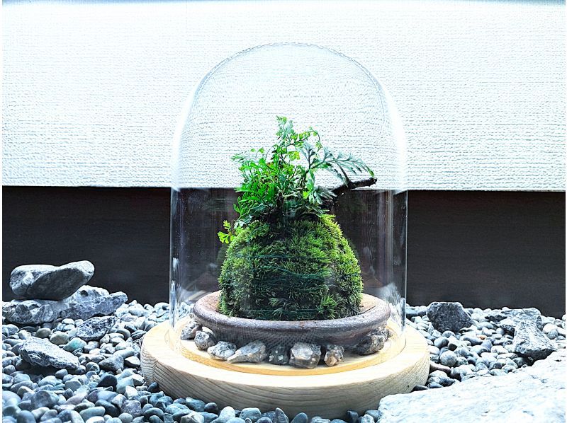 [东京新宿]用天然苔藓装饰房间☆时尚的玻璃（木炭和天然石材）苔藓球の紹介画像
