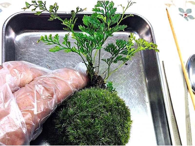 [东京新宿]用天然苔藓装饰房间☆时尚的玻璃（木炭和天然石材）苔藓球の紹介画像