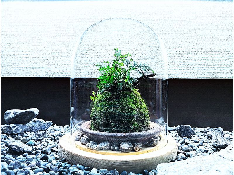 [东京新宿]用天然苔藓装饰房间☆时尚的玻璃（木炭和天然石材）苔藓球の紹介画像