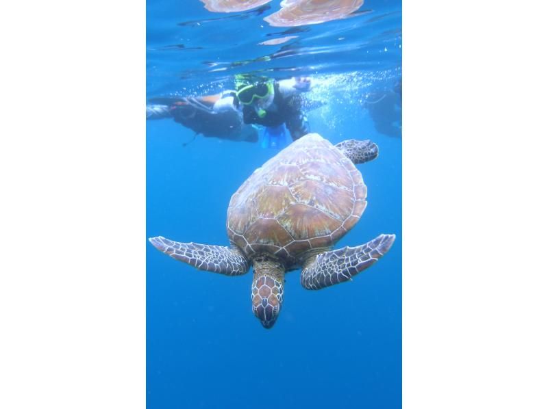 [Okinawa, Ishigaki Island] Sea turtle snorkeling, Nemo and star sand search, blue cave exploration and waterfall play AM (8:00 AM) / PM (1:00 PM) half-day tour (with transfer)の紹介画像