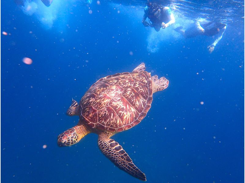 【沖縄・石垣島】ウミガメシュノーケル・ニモ＆星砂探し・青の洞窟探検＆滝壺あそび　ＡＭ（8時）・ＰＭ（13時）半日ツアー（送迎付き）の紹介画像