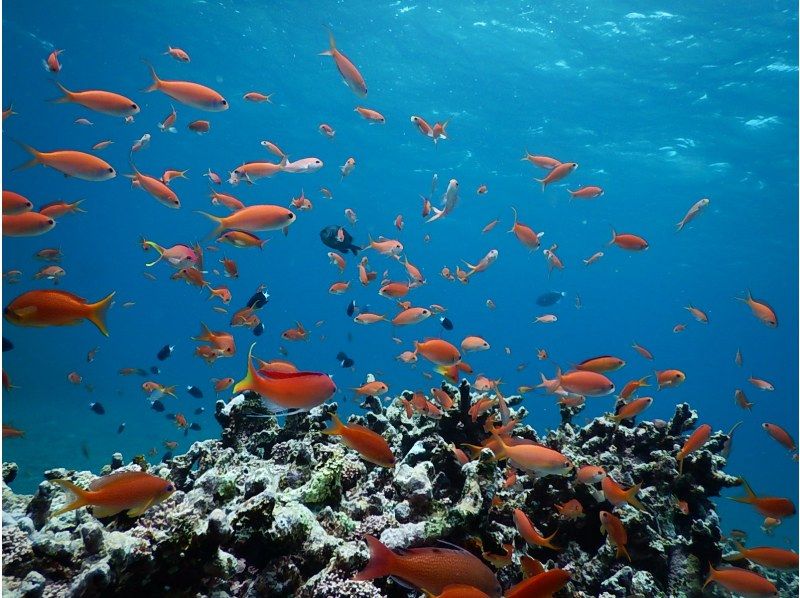 【沖繩/石垣島】海龜浮潛、海底總動員&星沙搜尋、藍洞探險&瀑布遊玩上午（8點）/下午（13點）半日遊（含接送）の紹介画像