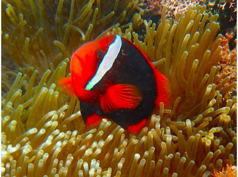 【沖繩/石垣島】海龜浮潛、海底總動員&星沙搜尋、藍洞探險&瀑布遊玩上午（8點）/下午（13點）半日遊（含接送）の紹介画像