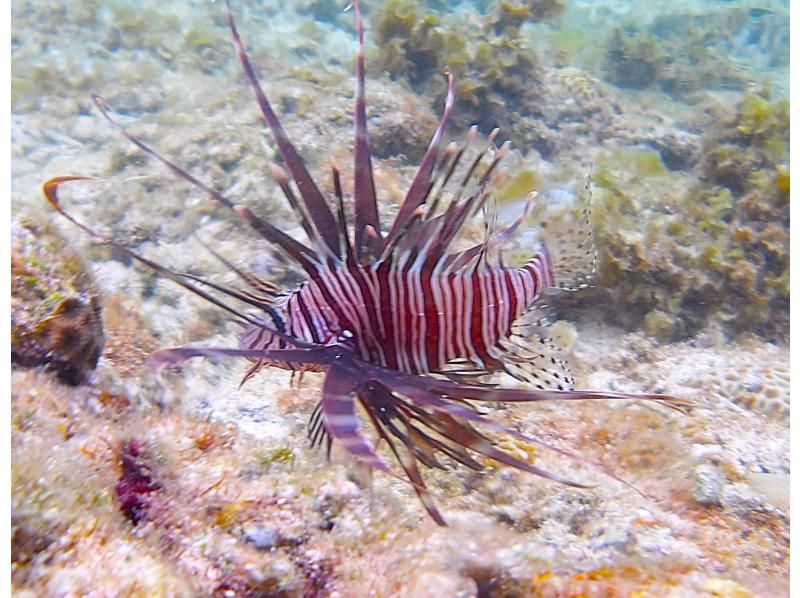 [Okinawa, Ishigaki Island] Sea turtle snorkeling, Nemo and star sand search, blue cave exploration and waterfall play AM (8:00 AM) / PM (1:00 PM) half-day tour (with transfer)の紹介画像