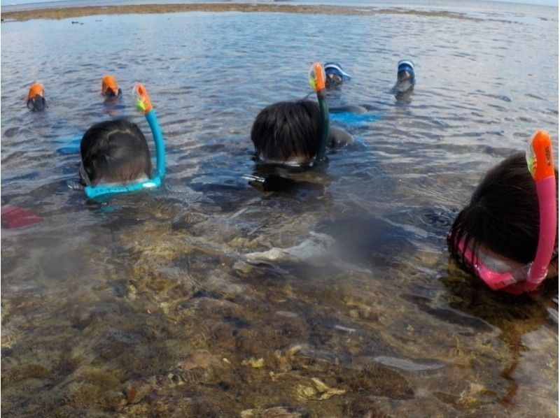 [沖繩/石垣島]適用於地區優惠券！海龜浮潛&藍洞探險&瀑布遊玩上午/下午半日遊（含交通）の紹介画像