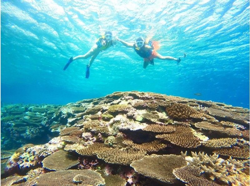 [Swim with sea turtles] [1 day] Landing on a phantom island & premium coral reef snorkeling & sea turtle snorkeling [Photo gift] [Spring sale now on]の紹介画像