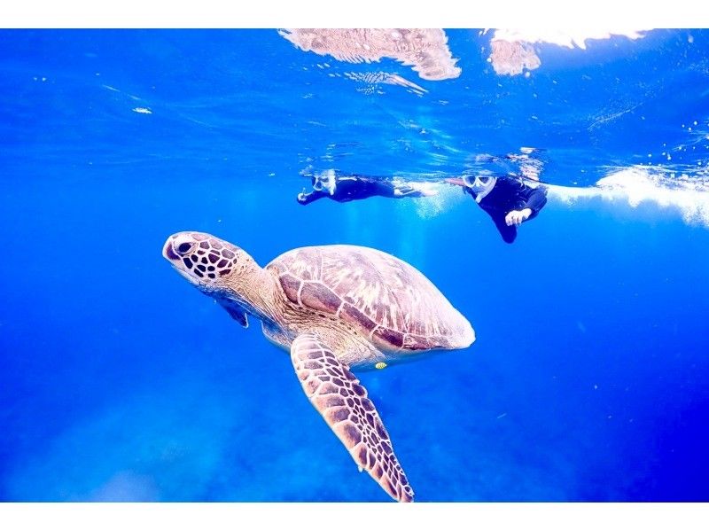 [Sea turtles swim right in front of you] [1 day] Landing on a phantom island & premium coral reef snorkeling & sea turtle snorkeling [Beginners only] [Photo gift]の紹介画像