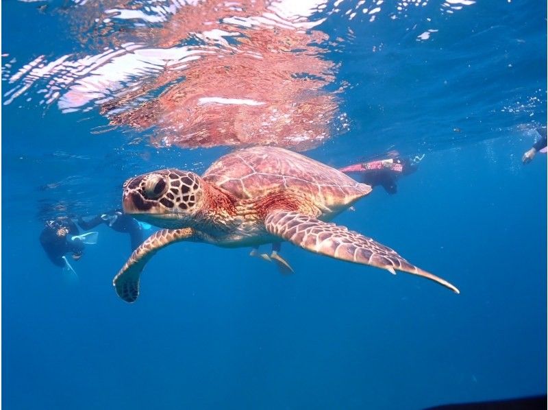 【完全初心者専門】幻の島上陸&times;石西礁湖｜ウミガメシュノーケリング｜石垣島7時間〈写真無料〉の紹介画像
