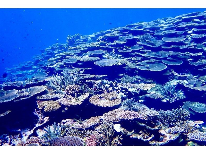 【初心者専門店】【直前予約OK】透明度抜群の海でシュノーケリング！幻の島上陸＆石西礁湖シュノーケリング【3時間】観光と組み合わせに最適の紹介画像