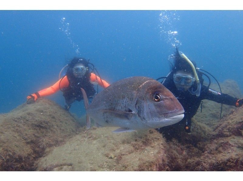 [In Izu Koganezaki Snorkeling+ Experience Diving] 9:00 am to about 5 hours! Recommended for outdoor groups ♪ 10-year-oldの紹介画像