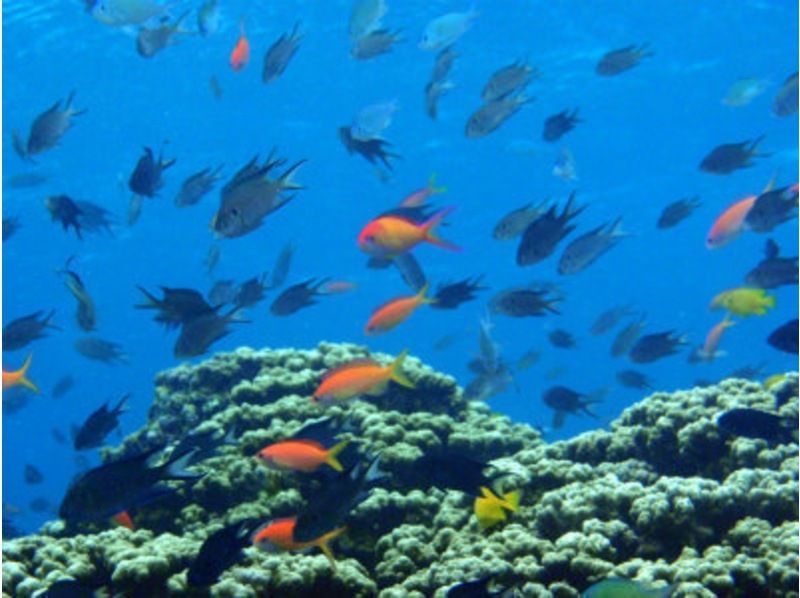2024年超级夏季促销【石垣岛/川平】在川平引以为豪的珊瑚田尝试潜水+蝠鲼浮潜！初学者课程，您可以同时享受两者。の紹介画像