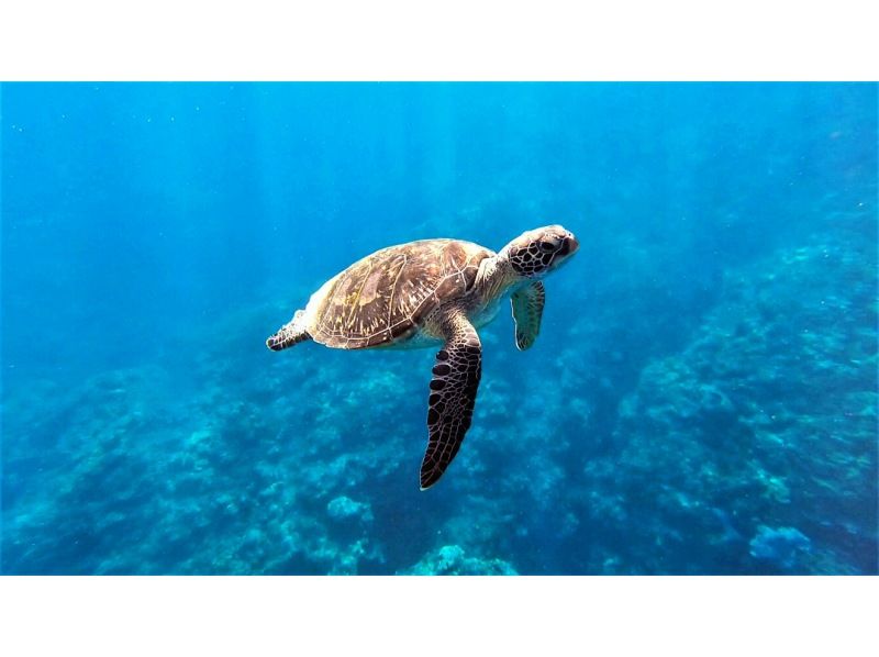 [沖繩/石垣島]美麗的海洋世界！下午半天體驗潛水（14：00-16：30）の紹介画像