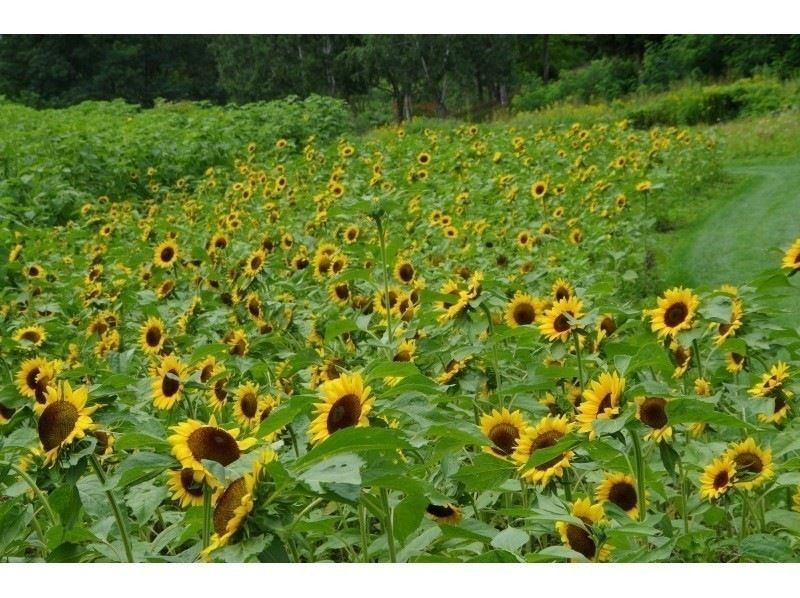 [北海道·富良野]新富良野王子大飯店☆賽格威花園遊覽課程40分鐘の紹介画像