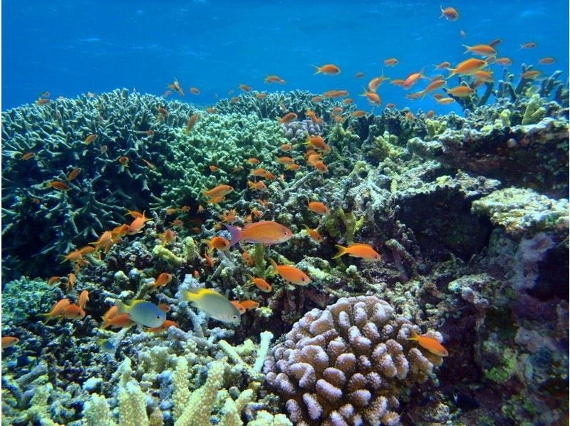 マンタホリック川平の割引プラン