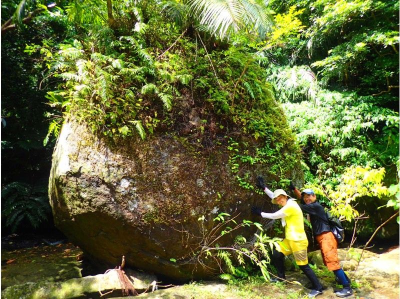 [Okinawa ・ Iriomote Island】 Yutun waterfall trekking (1-Day tour)の紹介画像