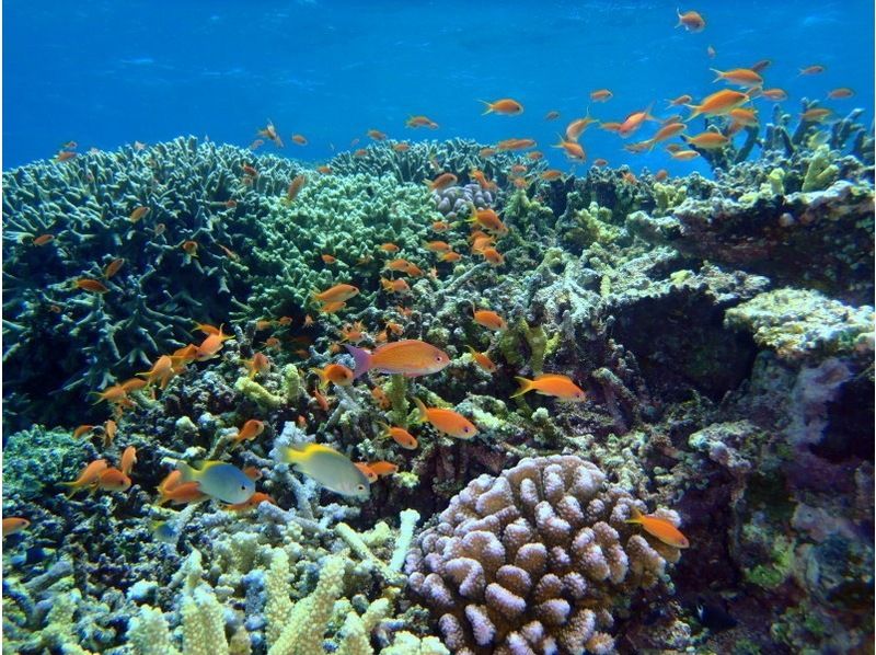 【石垣島・川平】川平ならでは！カメも憧れのマンタもとにかく近くて大迫力！！基本の午前2ダイブコースの紹介画像