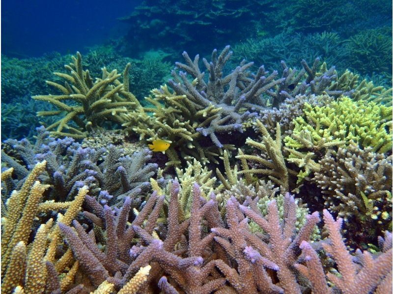 【石垣島・川平】川平ならでは！カメも憧れのマンタもとにかく近くて大迫力！！基本の午前2ダイブコースの紹介画像