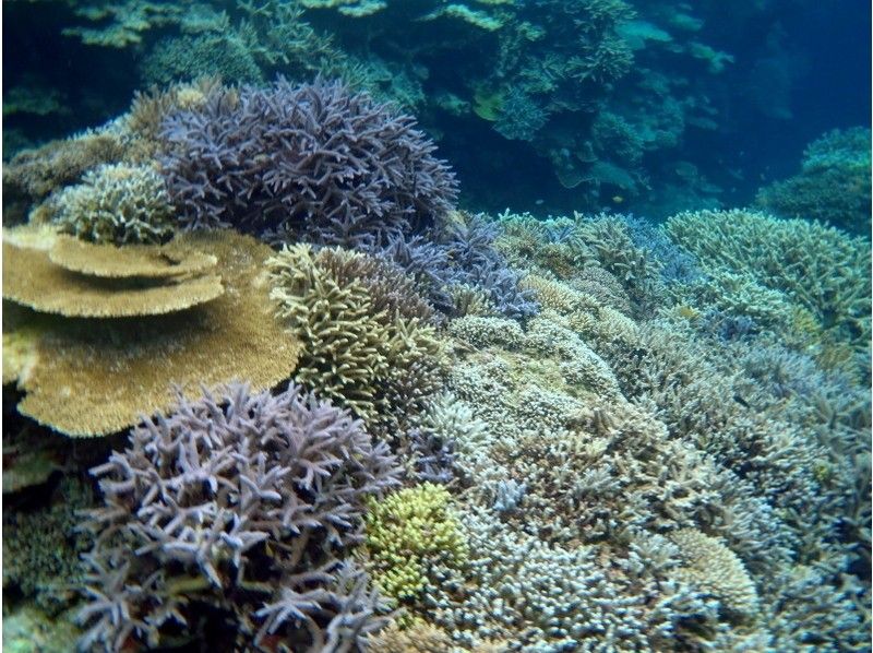 【石垣島・川平】川平ならでは！カメも憧れのマンタもとにかく近くて大迫力！！基本の午前2ダイブコース