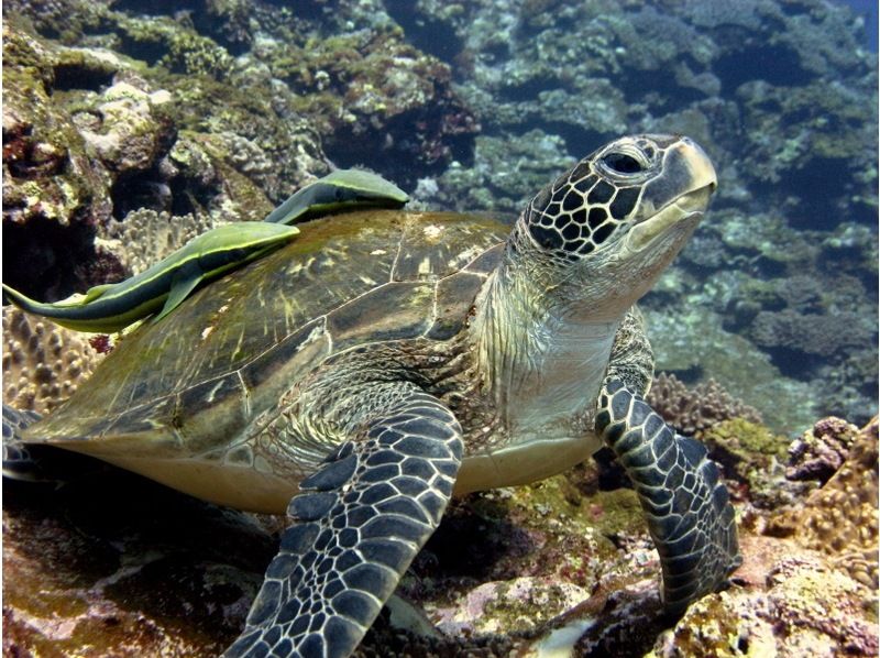 【石垣島・川平】川平ならでは！カメも憧れのマンタもとにかく近くて大迫力！！基本の午前2ダイブコースの紹介画像