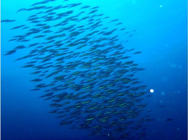 【石垣島・川平】川平ならでは！カメも憧れのマンタもとにかく近くて大迫力！！基本の午前2ダイブコースの紹介画像