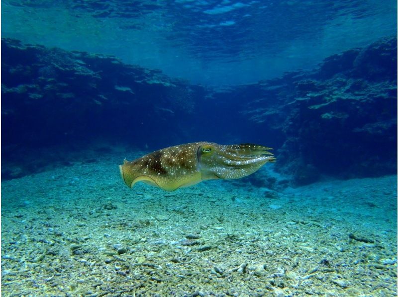 【石垣島・川平】川平ならでは！カメも憧れのマンタもとにかく近くて大迫力！！基本の午前2ダイブコースの紹介画像