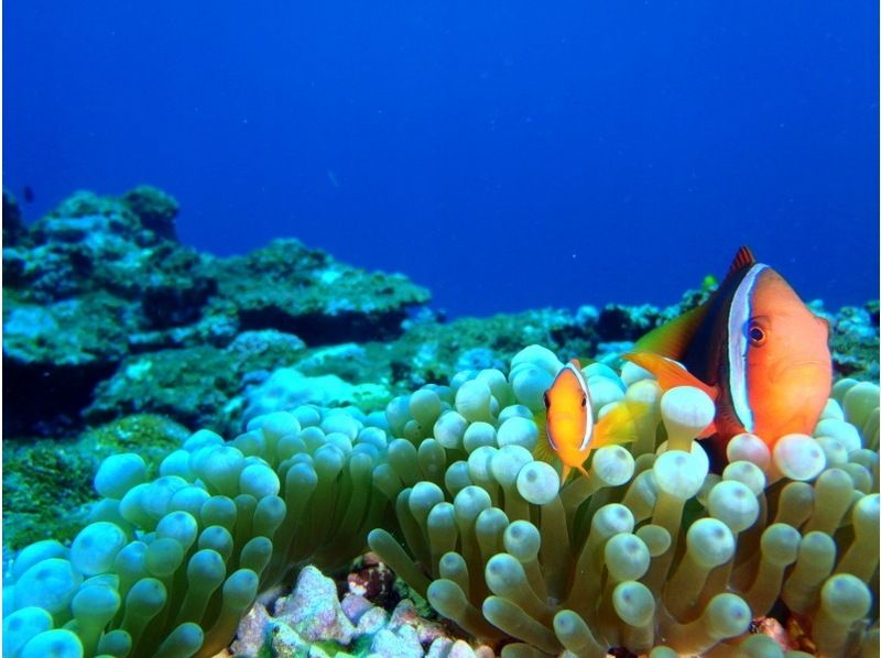 【石垣島・川平】川平ならでは！カメも憧れのマンタもとにかく近くて大迫力！！基本の午前2ダイブコースの紹介画像