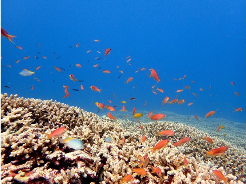【石垣島・川平】川平ならでは！カメも憧れのマンタもとにかく近くて大迫力！！基本の午前2ダイブコースの紹介画像