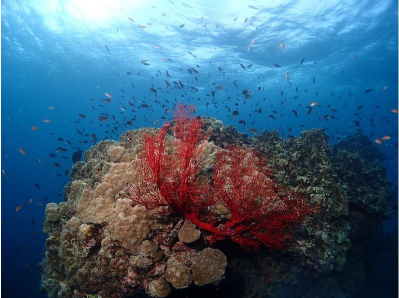 【石垣島・川平】川平ならでは！カメも憧れのマンタもとにかく近くて大迫力！！基本の午前2ダイブコースの紹介画像
