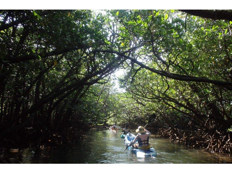 [Okinawa, Ishigaki Island] Small group tour ★ Choose from kayaking or SUP ★ Special tour of the silent mangroves and open blue sea ★の紹介画像