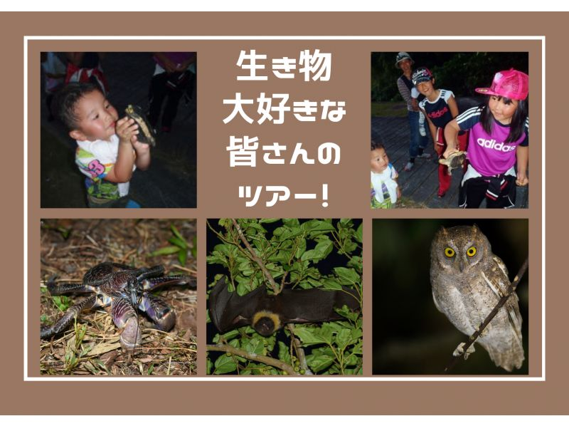 [Okinawa, Ishigaki Island] Night Safari Tour ★ Starry sky commentary included ★ Come see the nature of Ishigaki Island on a night eco-tour!の紹介画像