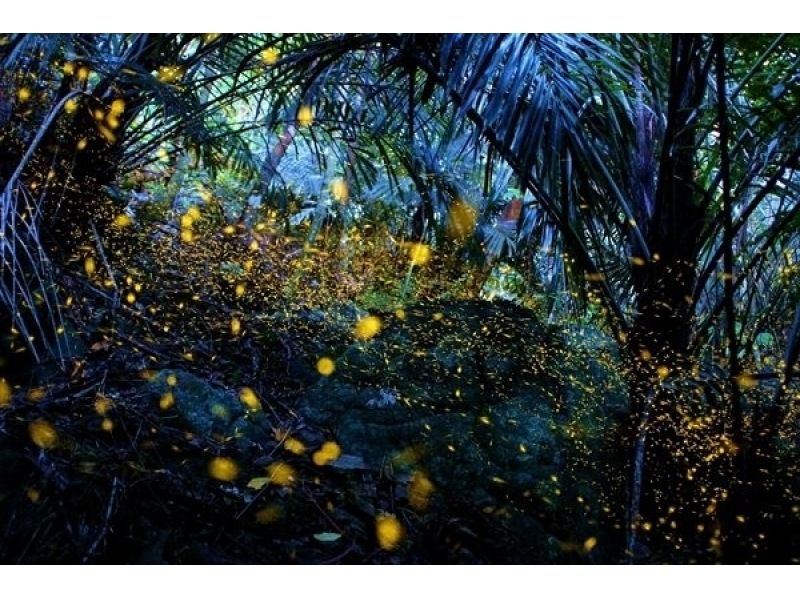 【石垣島・ナイトサファリ】夕方から夜へ｜島の自然を巡るナイトウォッチング｜レーザー星空案内付きの紹介画像