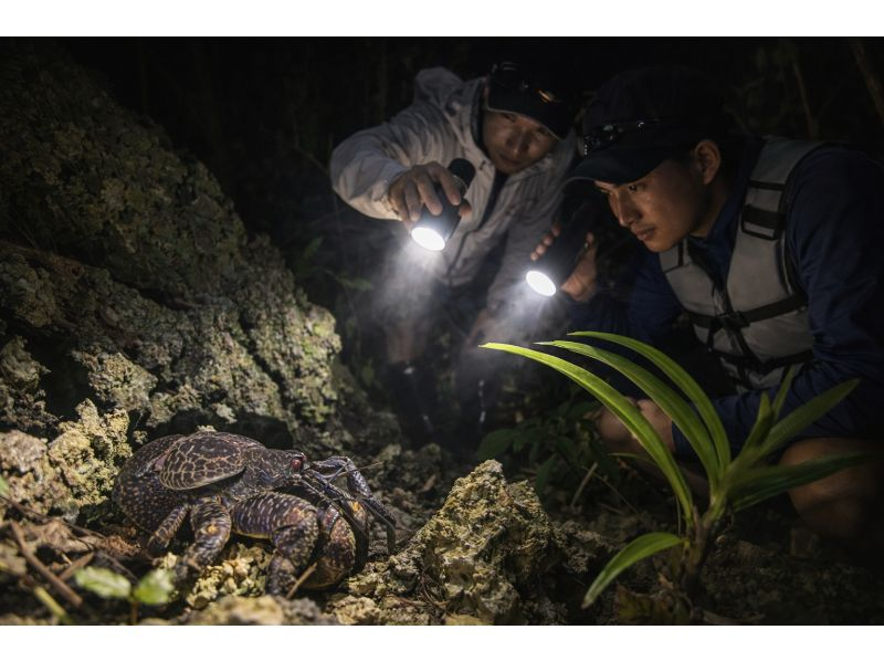 【石垣島・ナイトサファリ】夕方から夜へ｜島の自然を巡るナイトウォッチング｜レーザー星空案内付きの紹介画像