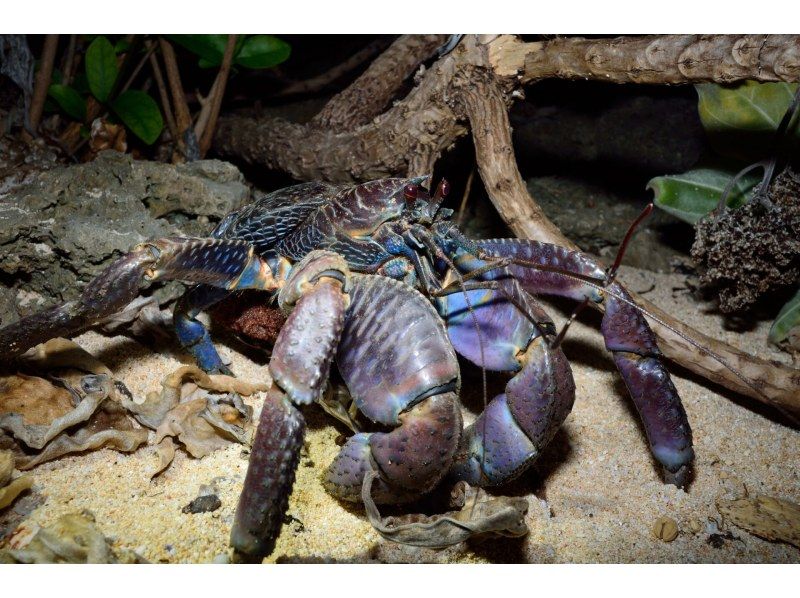 【石垣島・ナイトサファリ】夕方から夜へ｜島の自然を巡るナイトウォッチング｜レーザー星空案内付きの紹介画像