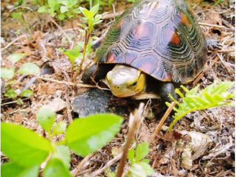 【石垣島・ナイトサファリ】夕方から夜へ｜島の自然を巡るナイトウォッチング｜レーザー星空案内付きの紹介画像