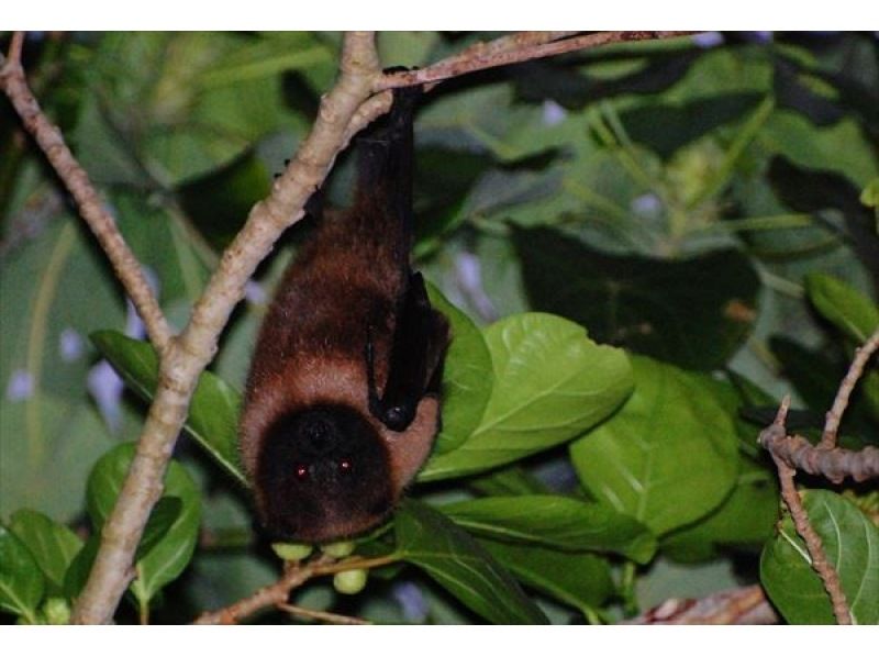 【石垣島・ナイトサファリ】夕方から夜へ｜島の自然を巡るナイトウォッチング｜レーザー星空案内付きの紹介画像