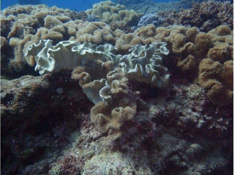 [1组包机]照片拍摄数据LINE免费发送！[体验]深潜]の紹介画像