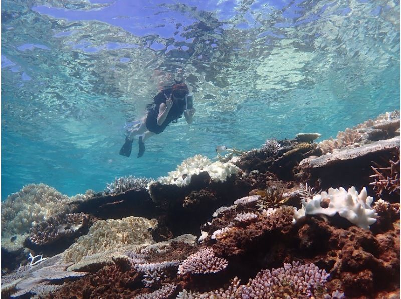 [Around Churaumi Aquarium, Nakijin Village, and Kouri Island] Private tour for one group! SUP and snorkeling at a hidden beach! Cafe time after the sea♪ Drinks and snacks includedの紹介画像