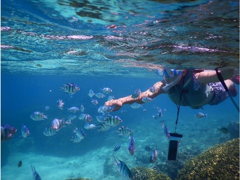 SALE! [Churaumi Aquarium, Nakijin Village, Kouri Island Area] Private tour for 1 group! SUP & snorkeling at a hidden beach! Cafe time after the sea♪ Drinks & snacks includedの紹介画像