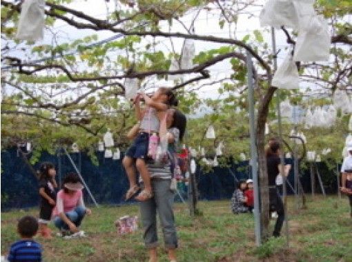 【佐賀・佐賀市】45分食べ放題!お持ち帰りも可能な「巨峰狩り」 【佐賀・佐賀市】45分食べ放題!お持ち帰りも可能な「巨峰狩り」